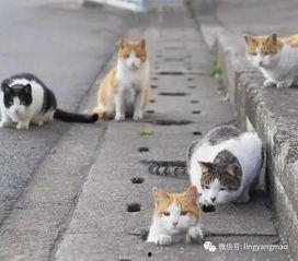 娱乐吃瓜酱流浪猫,娱乐吃瓜酱视角下的温馨故事