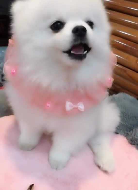 娱乐吃瓜酱小白狗,揭秘娱乐圈那些不为人知的幕后故事 第1张 娱乐吃瓜酱小白狗,揭秘娱乐圈那些不为人知的幕后故事 第1张