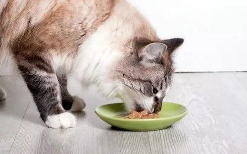 娱乐吃瓜酱大猫咪,揭秘娱乐圈背后的喵星人故事