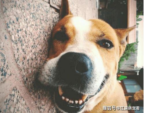 娱乐吃瓜君傻狗日常,傻狗日常的欢乐盛宴 第3张 娱乐吃瓜君傻狗日常,傻狗日常的欢乐盛宴 第3张