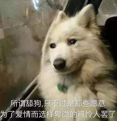 娱乐吃瓜酱舔狗,揭秘“舔狗”现象背后的故事 第1张 娱乐吃瓜酱舔狗,揭秘“舔狗”现象背后的故事 第1张