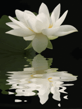 娱乐吃瓜君白莲花,背后的真相与争议 第2张 娱乐吃瓜君白莲花,背后的真相与争议 第2张
