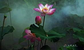 娱乐吃瓜君白莲花,背后的真相与争议 第3张 娱乐吃瓜君白莲花,背后的真相与争议 第3张