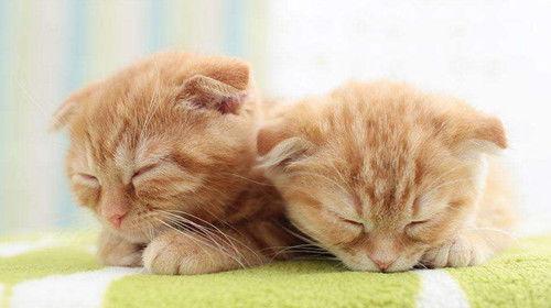 折耳猫娱乐吃瓜,揭秘网络红猫与吃瓜大军的趣味互动