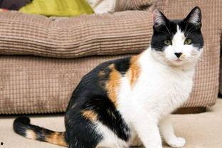 娱乐吃瓜酱三花猫,娱乐吃瓜酱的趣味生活揭秘