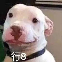 娱乐圈吃瓜小羊,揭秘娱乐圈背后的秘密与八卦  第3张