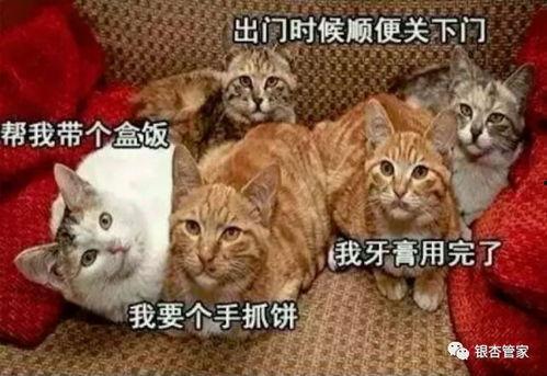 猫咪再见娱乐吃瓜酱,揭秘娱乐圈幕后趣闻  第2张