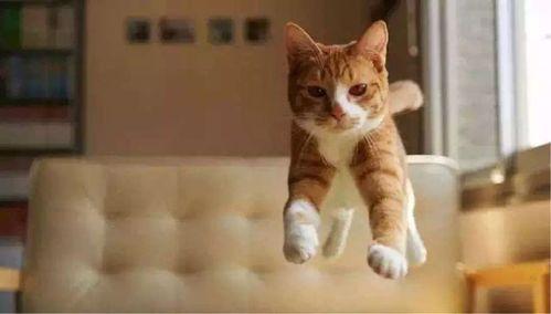 猫咪再见娱乐吃瓜酱,揭秘娱乐圈幕后趣闻  第3张