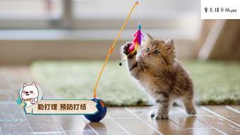 娱乐吃瓜猫咪视频大全,猫咪吃瓜视频大盘点  第3张