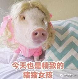 娱乐吃瓜酱肥猪猪,肥猪猪的趣味人生揭秘  第2张