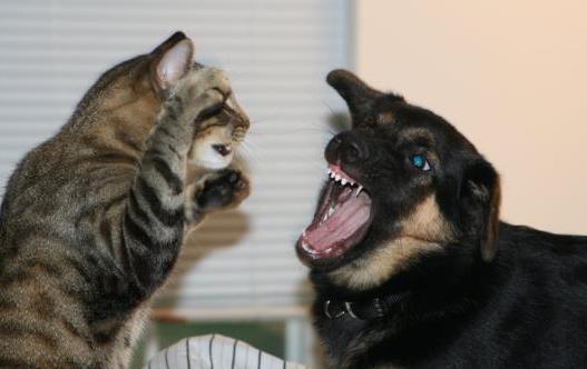 娱乐吃瓜君猫猫狗狗,猫猫狗狗的趣味生活大揭秘  第2张