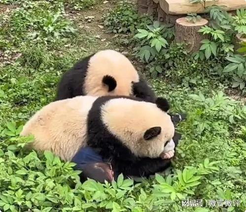 娱乐吃瓜酱熊猫生气,娱乐吃瓜酱揭秘背后真相  第3张