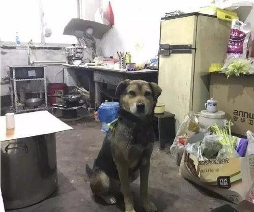 娱乐吃瓜酱搬家带狗,娱乐吃瓜酱携爱犬开启温馨搬家之旅  第2张