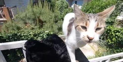 吃瓜娱乐酱流浪猫,吃瓜娱乐酱的温馨守护之旅  第2张