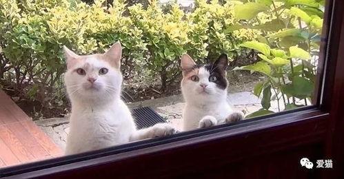 吃瓜娱乐酱流浪猫,吃瓜娱乐酱的温馨守护之旅  第3张