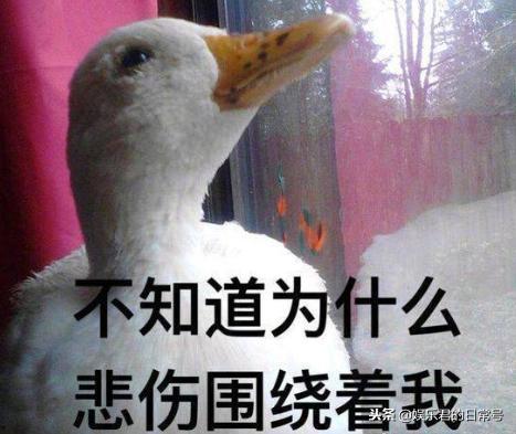 娱乐吃瓜酱鸭鸭视频,揭秘娱乐圈幕后故事  第3张