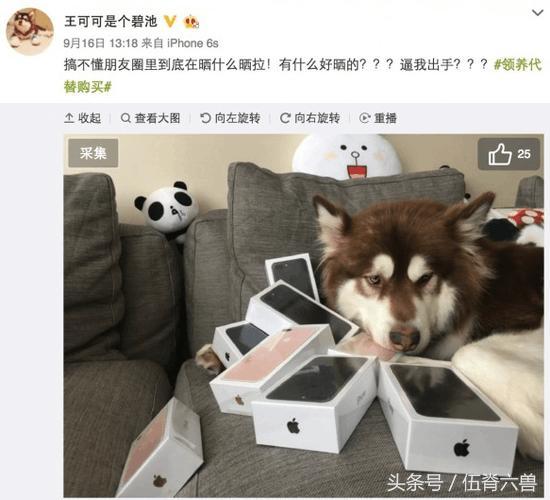 娱乐吃瓜菌小狗视频,娱乐菌带你领略萌宠欢乐时光  第3张