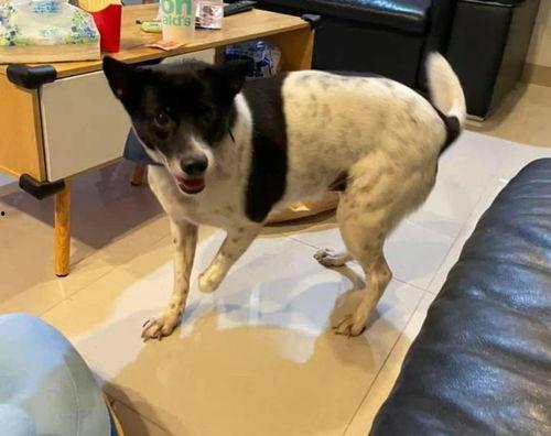 娱乐吃瓜酱小狗安慰,娱乐吃瓜酱的暖心安慰之道  第2张