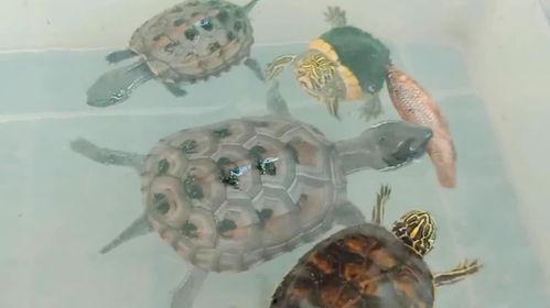 娱乐吃瓜酱小乌龟,揭秘娱乐圈那些不为人知的幕后故事  第2张