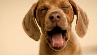 娱乐吃瓜酱狗狗拍照,狗狗镜头下的娱乐吃瓜瞬间 第3张 娱乐吃瓜酱狗狗拍照,狗狗镜头下的娱乐吃瓜瞬间 第3张