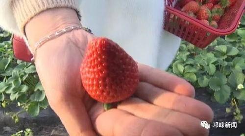 娱乐吃瓜酱草莓视频,娱乐吃瓜酱带你揭秘娱乐圈幕后故事  第3张