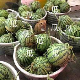 娱乐吃瓜壁纸高清图片,一图览尽娱乐圈风云变幻  第3张