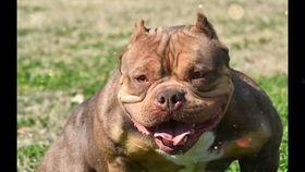 娱乐吃瓜君奶狗,娱乐吃瓜君的甜蜜瓜田之旅 第2张 娱乐吃瓜君奶狗,娱乐吃瓜君的甜蜜瓜田之旅 第2张