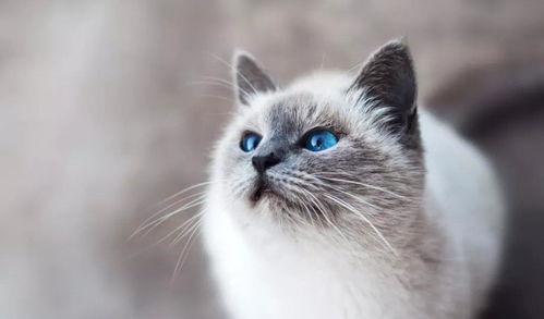 娱乐吃瓜酱丹麦猫咪,娱乐吃瓜酱的萌宠日常 第2张 娱乐吃瓜酱丹麦猫咪,娱乐吃瓜酱的萌宠日常 第2张