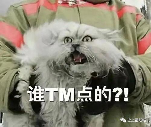 娱乐吃瓜酱丹麦猫咪,娱乐吃瓜酱的萌宠日常 第3张 娱乐吃瓜酱丹麦猫咪,娱乐吃瓜酱的萌宠日常 第3张