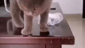 娱乐吃瓜酱虐猫,真相与反思 第2张 娱乐吃瓜酱虐猫,真相与反思 第2张