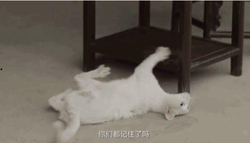 娱乐吃瓜酱虐猫,真相与反思 第3张 娱乐吃瓜酱虐猫,真相与反思 第3张