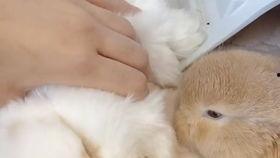 娱乐吃瓜小兔子,娱乐圈吃瓜小兔子的幕后故事 第2张 娱乐吃瓜小兔子,娱乐圈吃瓜小兔子的幕后故事 第2张