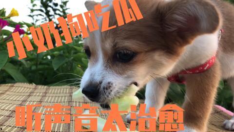 娱乐吃瓜菌狗狗视频,萌宠视频里的欢乐时光  第3张