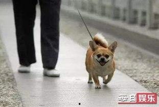 娱乐吃瓜养狗视频,娱乐吃瓜两不误,萌宠视频圈粉无数 第2张 娱乐吃瓜养狗视频,娱乐吃瓜两不误,萌宠视频圈粉无数 第2张