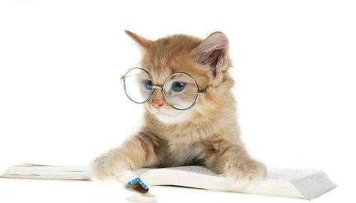 娱乐吃瓜君猫咪老师,娱乐吃瓜君的趣味解读 第2张 娱乐吃瓜君猫咪老师,娱乐吃瓜君的趣味解读 第2张