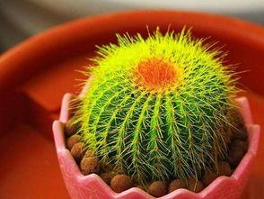 仙人球吃瓜娱乐  第2张