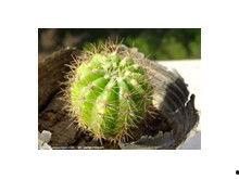 仙人球吃瓜娱乐  第3张