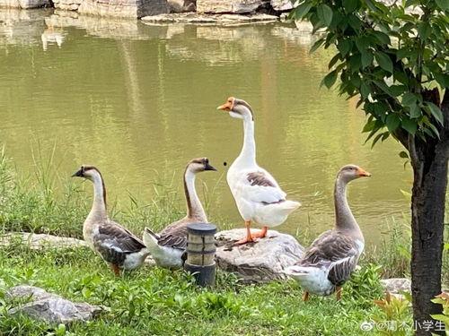 娱乐圈吃瓜鸭  第2张