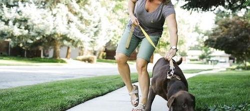 娱乐吃瓜酱遛狗小说,狗界风云录 第3张 娱乐吃瓜酱遛狗小说,狗界风云录 第3张