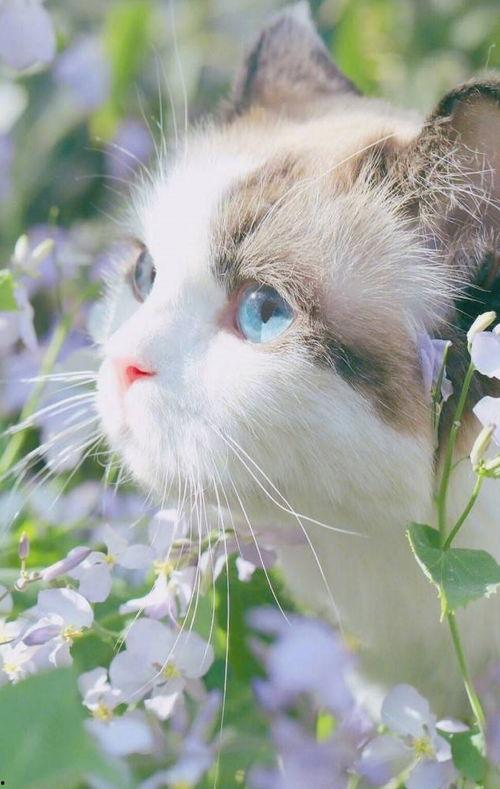 娱乐吃瓜君猫咪摇头,揭秘吃瓜君的萌态瞬间  第2张