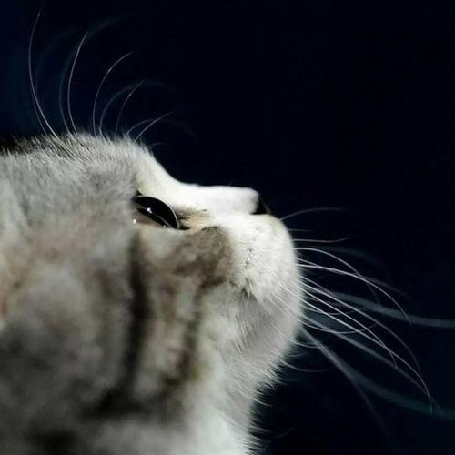 娱乐吃瓜君猫咪摇头,揭秘吃瓜君的萌态瞬间  第3张