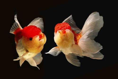 娱乐718吃瓜张金鱼,张金鱼吃瓜背后的故事  第2张