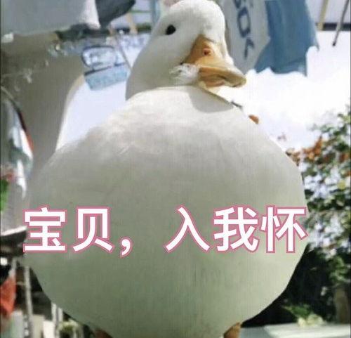 娱乐吃瓜鸭鸭鸭,鸭鸭鸭带你领略娱乐圈风云变幻  第2张