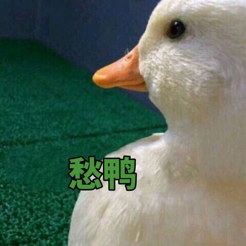 娱乐吃瓜鸭鸭鸭,鸭鸭鸭带你领略娱乐圈风云变幻  第3张