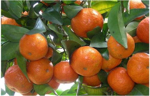 娱乐吃瓜酱砂糖橘,揭秘娱乐圈甜蜜背后的酸辣故事  第3张