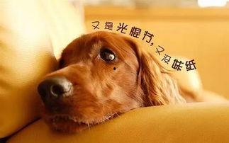 娱乐吃瓜酱狗关窗,吃瓜群众热议“狗关窗”事件 第2张 娱乐吃瓜酱狗关窗,吃瓜群众热议“狗关窗”事件 第2张