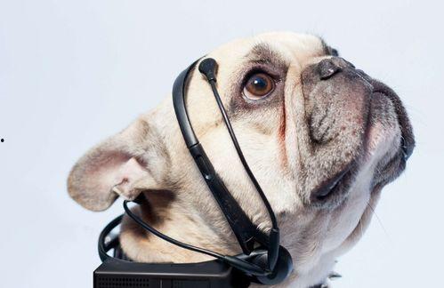 娱乐吃瓜酱狗关窗,吃瓜群众热议“狗关窗”事件 第3张 娱乐吃瓜酱狗关窗,吃瓜群众热议“狗关窗”事件 第3张