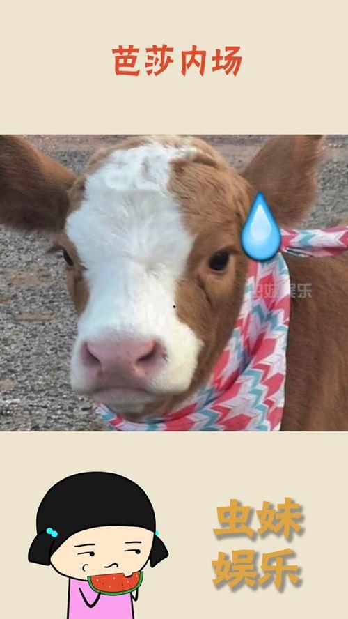 娱乐吃瓜酱千狗,揭秘娱乐圈背后的那些事儿  第1张