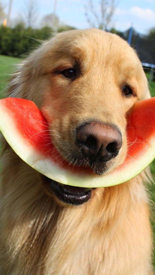 娱乐吃瓜酱千狗,揭秘娱乐圈背后的那些事儿  第2张