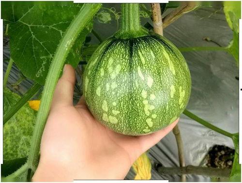 娱乐小葱花吃瓜,揭秘娱乐圈那些不为人知的幕后故事  第1张